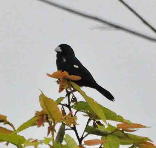 Large-billed Seed-Finch El Real photo © Alfred Raab